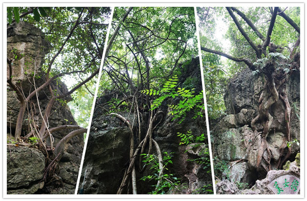 多彩貴州，魅力天下，2021年廣東博皓快樂貴州行-3