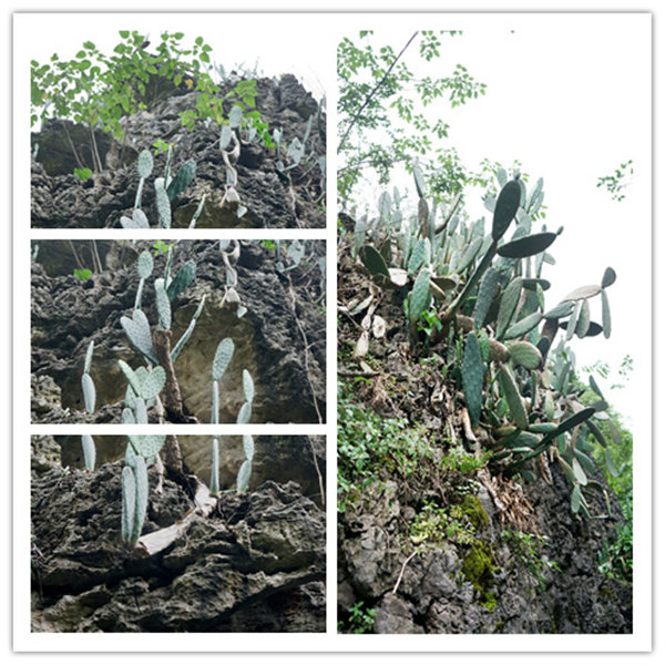 多彩貴州，魅力天下，2021年廣東博皓快樂貴州行-4