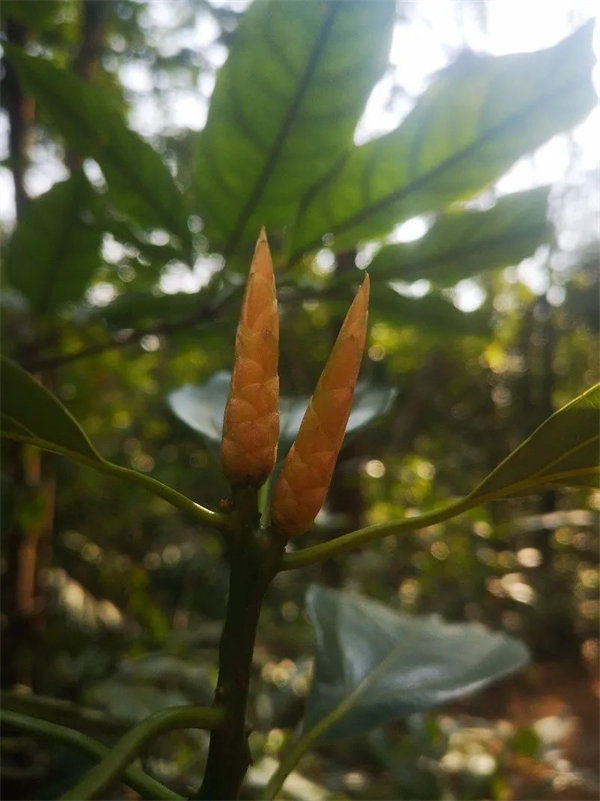 廣東博皓 博行天下丨虎年第一爬，挑戰(zhàn)從化老虎頭   -3