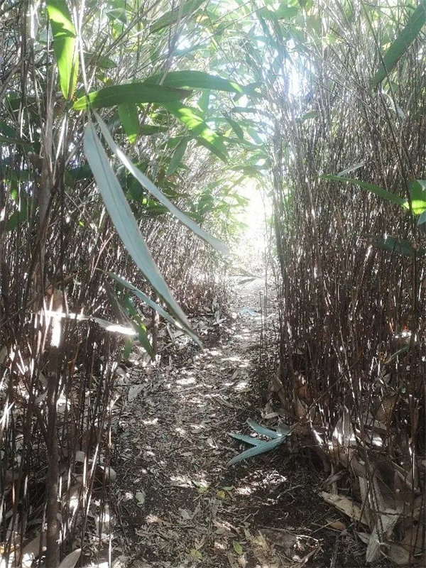 廣東博皓 博行天下丨虎年第一爬，挑戰(zhàn)從化老虎頭   -7