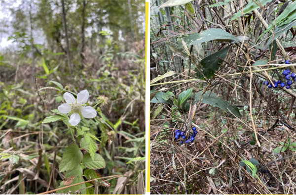 凝心聚力再出發(fā)，風(fēng)雨同舟赴星溪！--廣東博皓2024龍年首登星溪之旅     -5