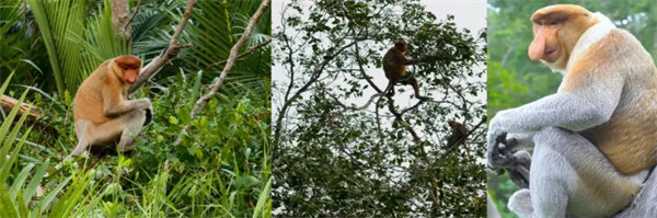 暢游碧海藍(lán)天，共筑團(tuán)隊(duì)夢想&mdash;博皓沙巴風(fēng)情之旅        -3