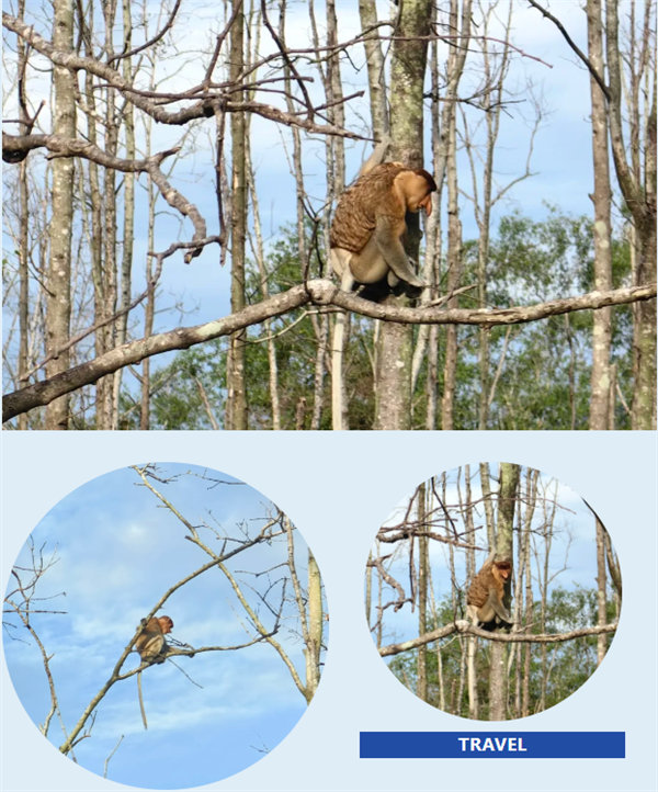 風(fēng)雨兼程二十載，馬來(lái)之旅續(xù)新篇&mdash;&mdash;2024年博皓沙巴風(fēng)情之旅     -4
