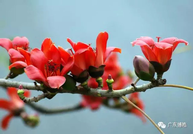 正值人間四月天，博皓2017年一季度會(huì)議拉開(kāi)了序幕